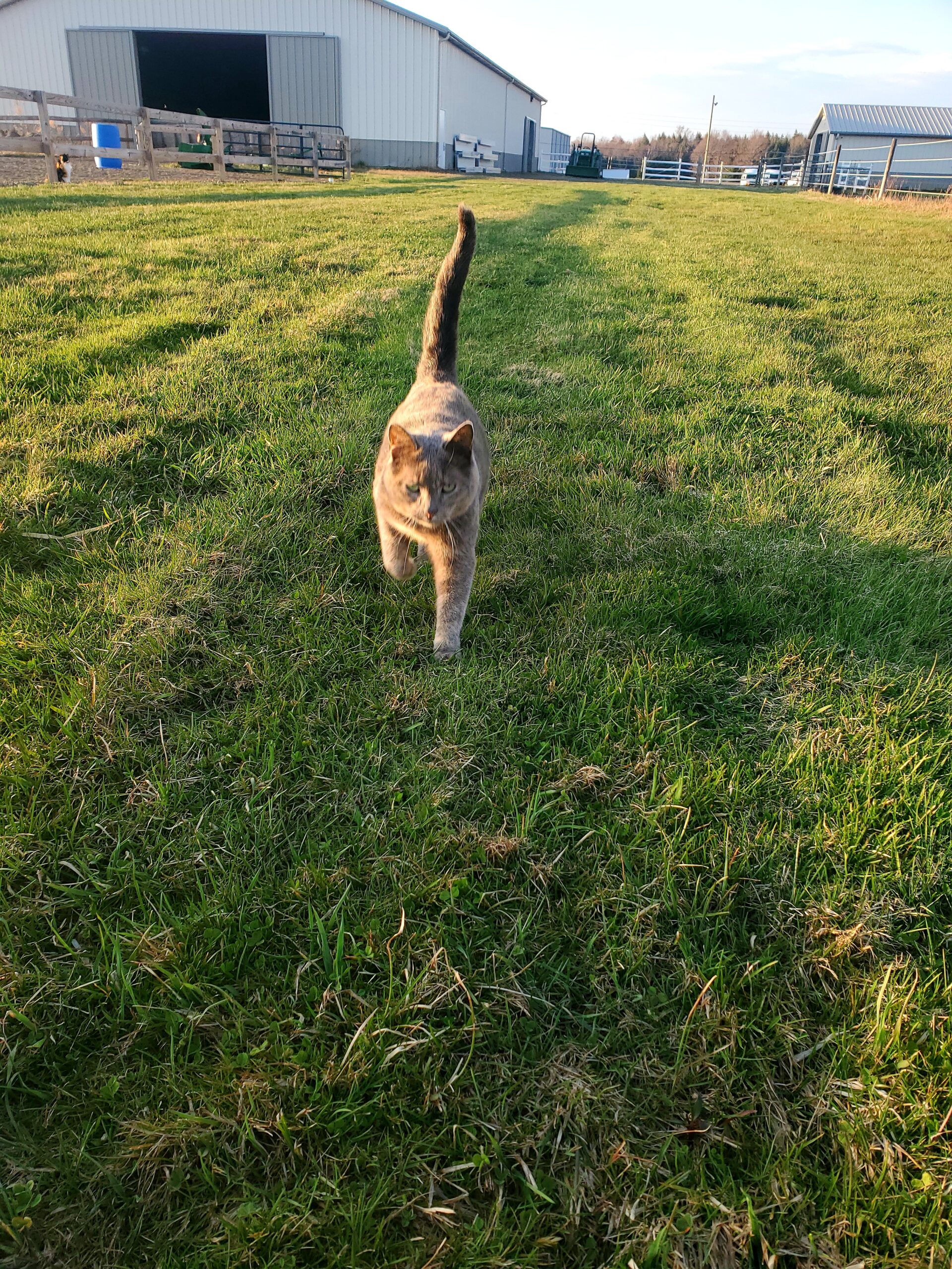 A picture of a barn cat in the field