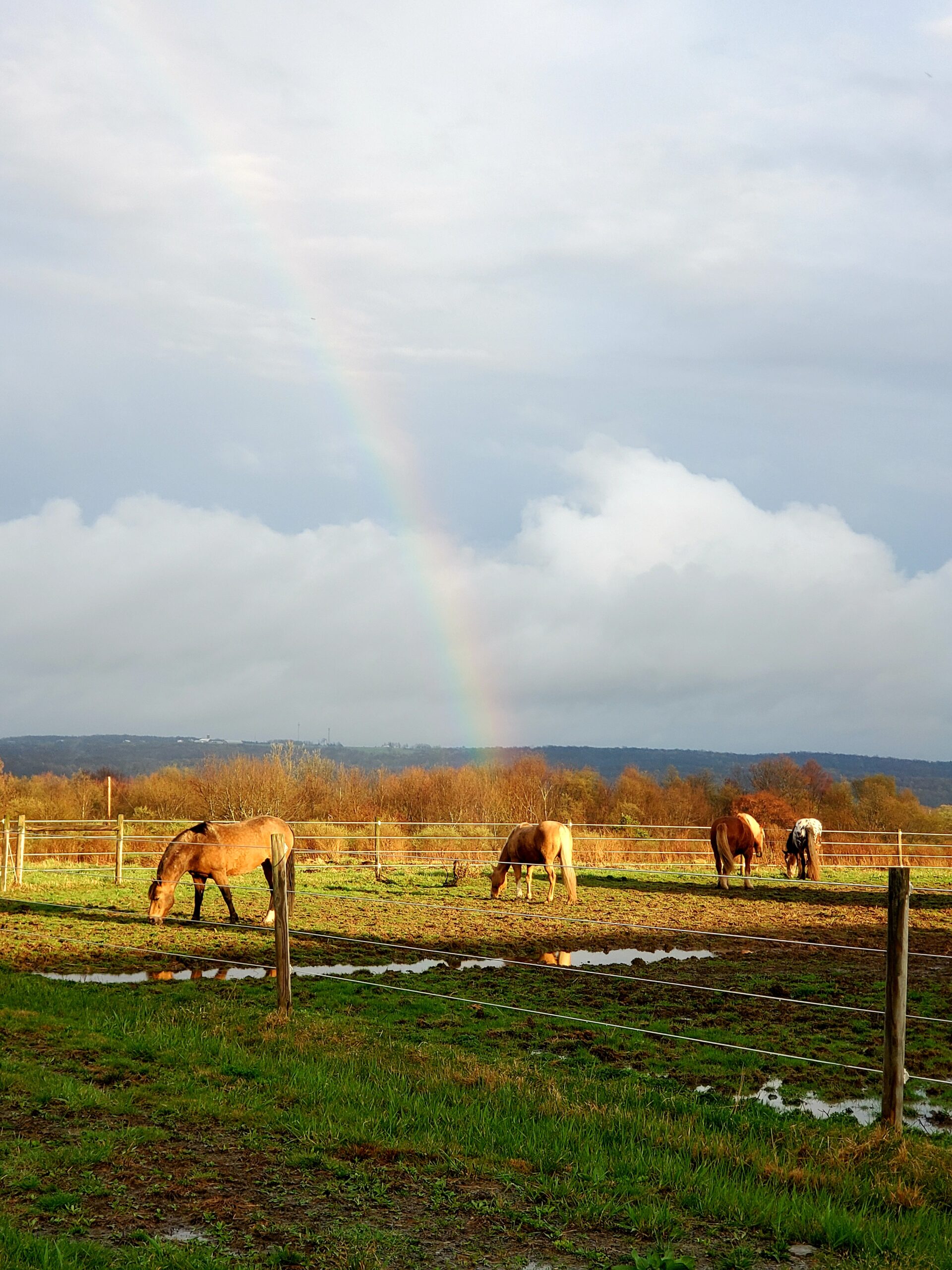 A rainbow over the pasture
